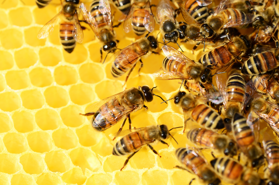 Unlocking the Healing Powers of Honey: A Sweet Journey into the World of Nature's Golden Nectar